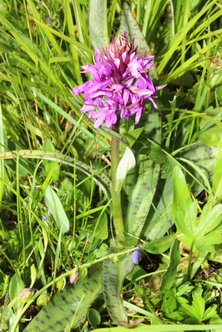 Dactylorhiza da determinare 1